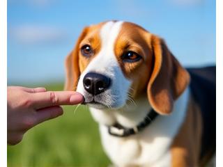 公園でトレーナーと基本コマンドを練習する犬